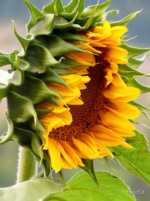 "giant sunflower" by tego53 | Redbubble