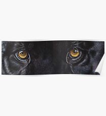 Black Panther Eyes Poster