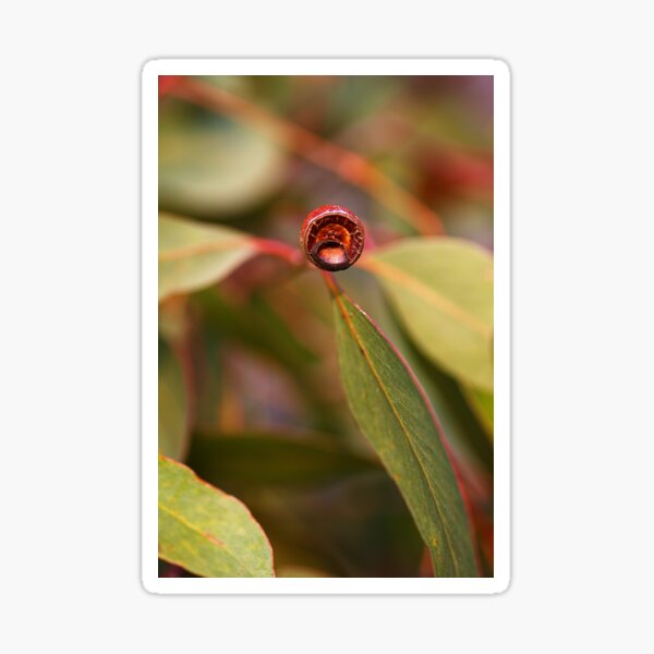Item preview, Tones Of Australia Gumnut and Eucalyptus Leaves  designed and sold by Joy Watson - Natural Light Photography .