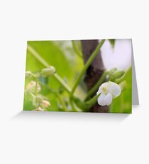 Bohnenranke Greeting Card