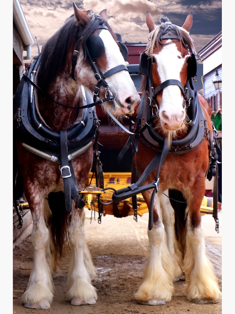 "Pair of Working Horses " Poster by jwwallace Redbubble