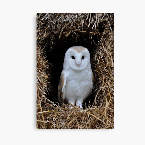 Beautiful Barn Owl Canvas Print