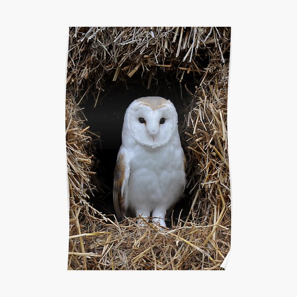 Beautiful Barn Owl Poster