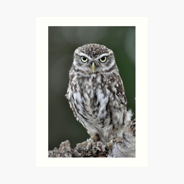 Little Owl Art Print