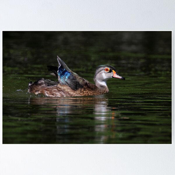 Item preview, Non-Breeding Male Wood duck designed and sold by Rob Lavoie.