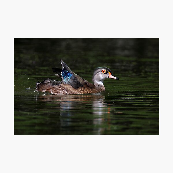 Item preview, Non-Breeding Male Wood duck designed and sold by Rob Lavoie.