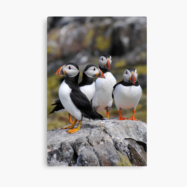 Puffin Group Canvas Print