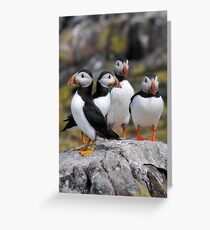 Puffin Group Greeting Card