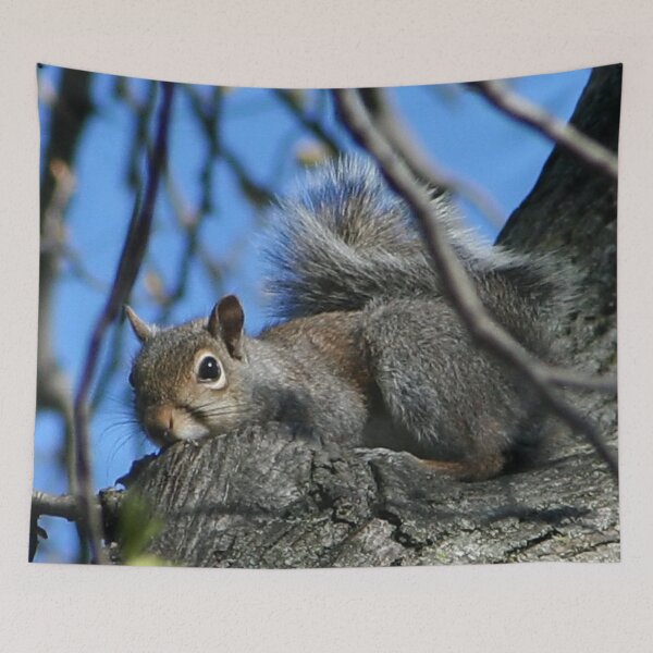 Item preview, Squirrel Trying to Hide designed and sold by AnnDixon.