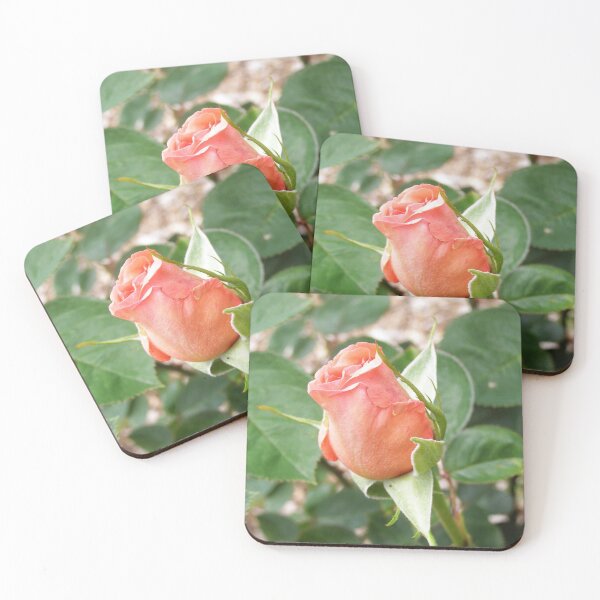 Item preview, First Bud on 'Best Wishes' Rose in our garden.  designed and sold by RitaBlom.