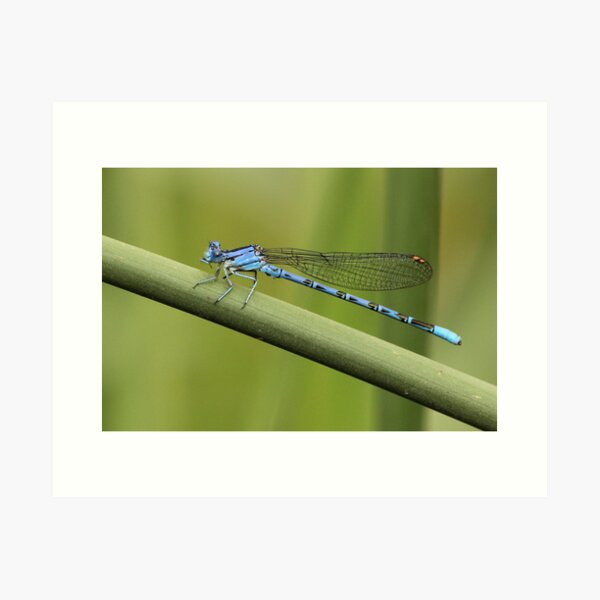 Blue Bamboo Art Print