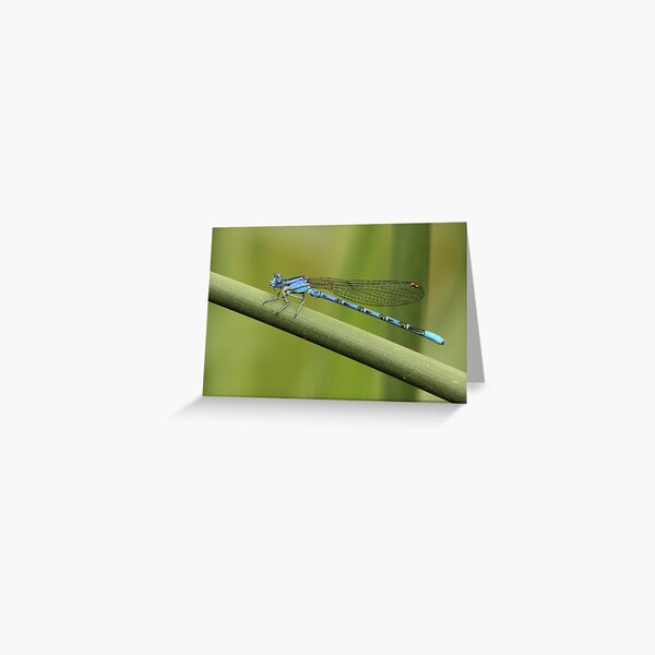Blue Bamboo Greeting Card