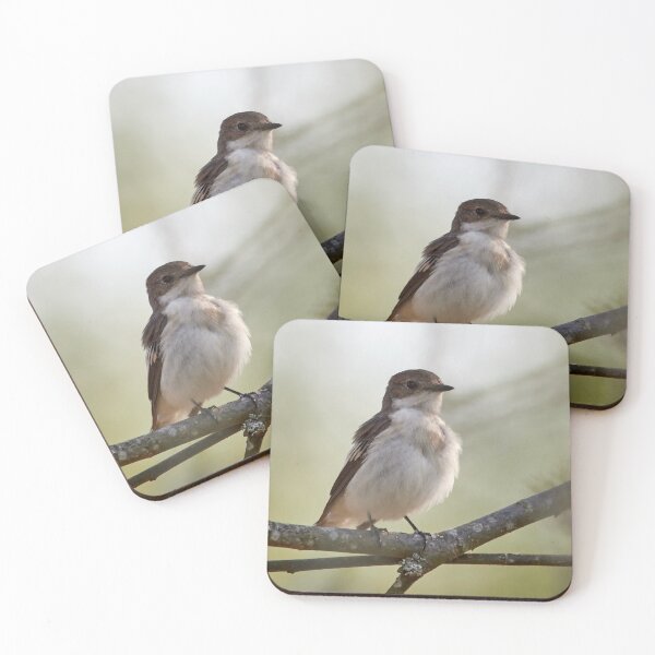 Item preview, Flies be aware. European pied flycatcher designed and sold by Jouko Lehto Photography.