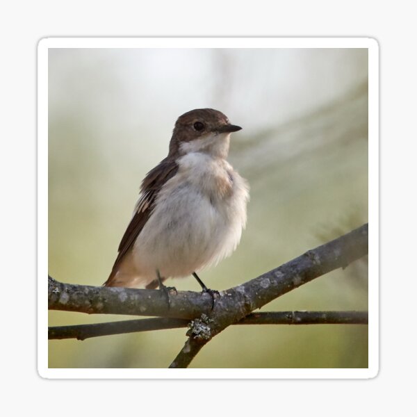 Flies be aware. European pied flycatcher Sticker