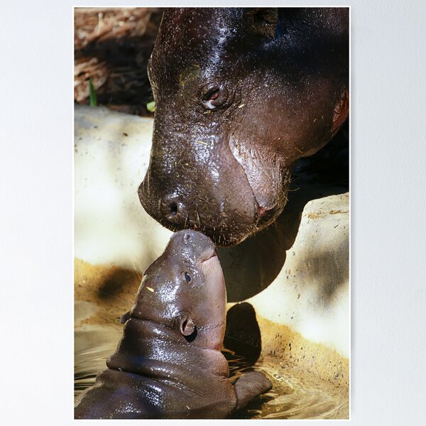 Item preview, Pygmy Hippos designed and sold by davesmith.