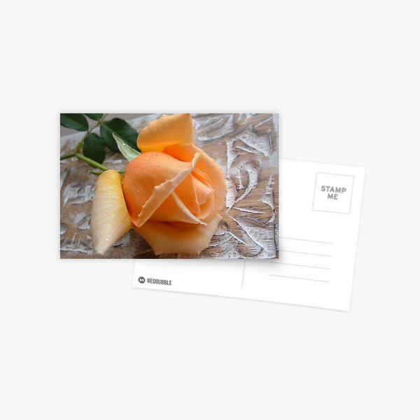 just joey rose Postcard