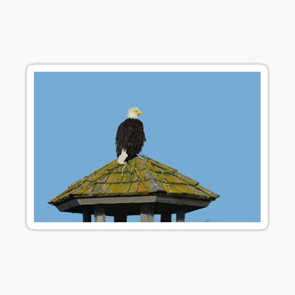 American Bald Eagle on Overwatch art drawing Sticker