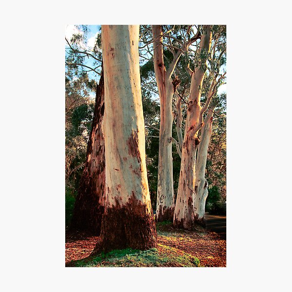 Item preview, Gums in the Hills designed and sold by Andrew Dickman.
