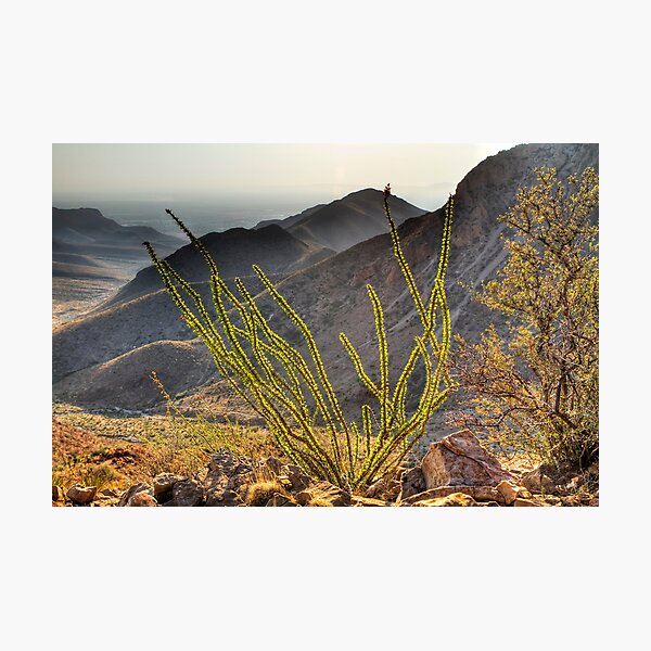 An Ocotillo in the Franklin Mountains Photographic Print