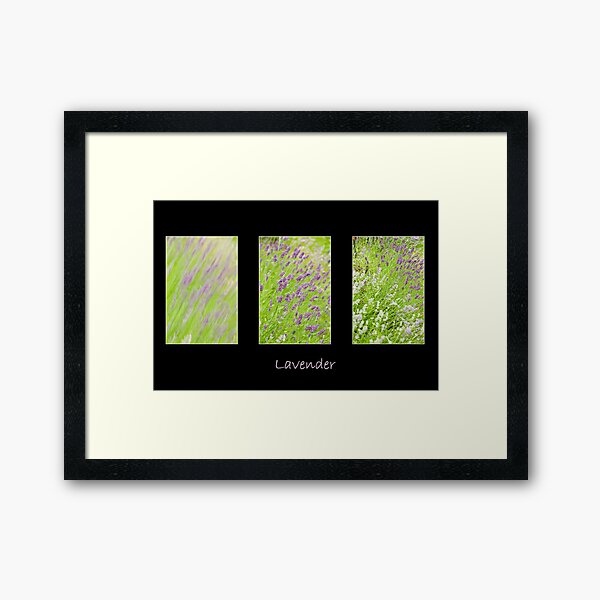 Lavender Trio Framed Art Print