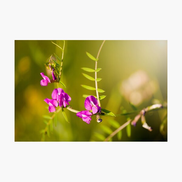 Item preview, Vetch pink flowering in meadow  designed and sold by Arletta Cwalina.