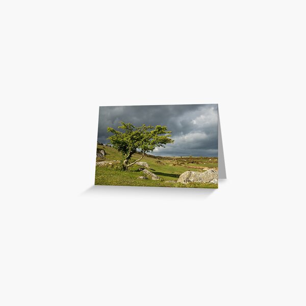 Lone tree on Dartmoor Greeting Card