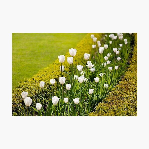 Item preview, White tulips in buxus arrangement designed and sold by Arletta Cwalina.