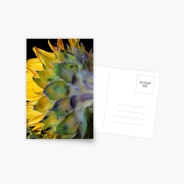 Sunflower, turns away! Postcard