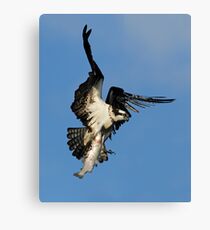 Osprey (Pandion haliaetus) Canvas Print
