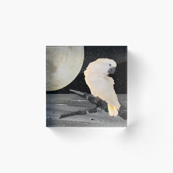 Umbrella Cockatoo Parrot on Moonlit Beach A242 Acrylic Block