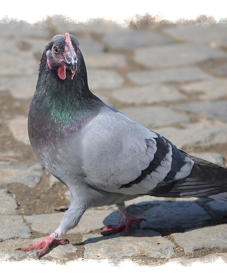 pigeon and chicken mixed