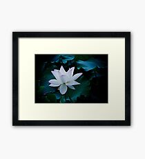 Delicate Framed Print
