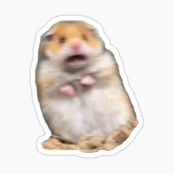 afraid hamster,afraid,scared hamster,scared,hamster,meme,cute,funny,mouse,m...