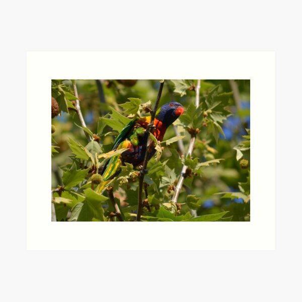 Item preview, Rainbow Lorikeet - Perth, Australia designed and sold by slitheenplanet.