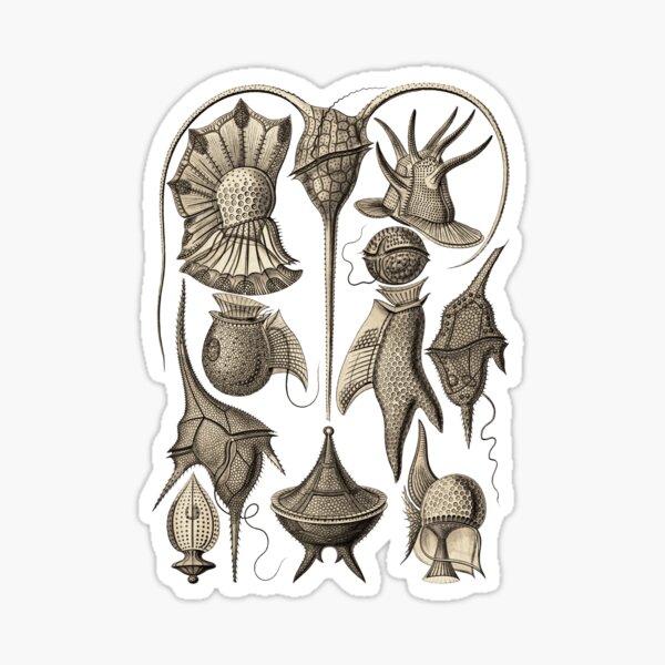 Item preview, Ernst Haeckel Peridinea Plankton Wenge designed and sold by aimeewilson.