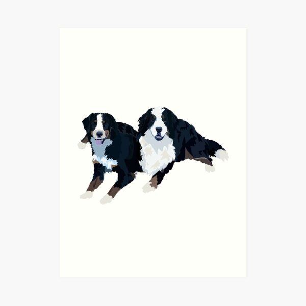 Bernese Mountain Dogs Art Print