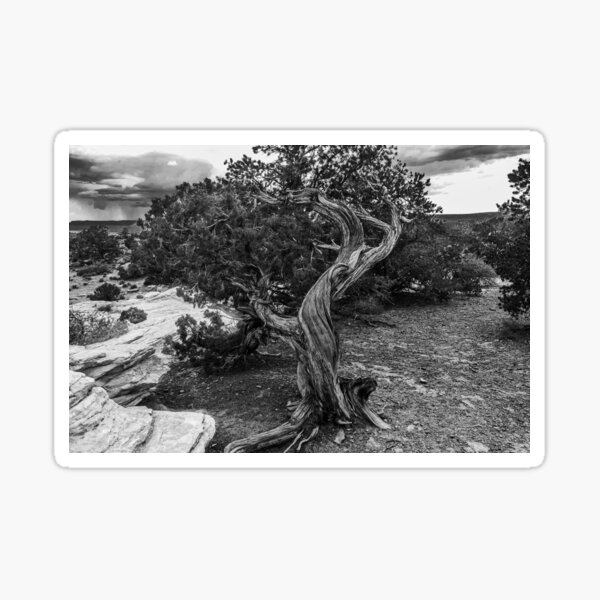 Twisted Wood in the Canyonlands Sticker