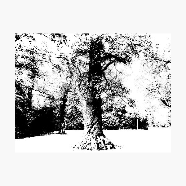 Black and White Tree Photographic Print