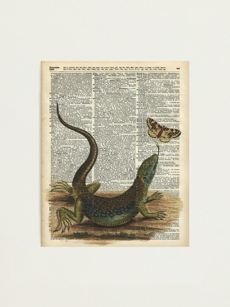 Lizard catching a moth,Vintage Illustration of Reptile. Photographic Print  for Sale by DictionaryArt