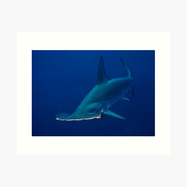 Hammerhead Art Print