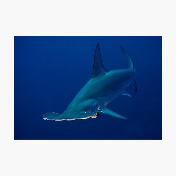 Hammerhead Photographic Print