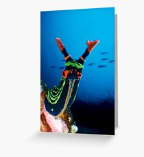 Nudibranch Greeting Card