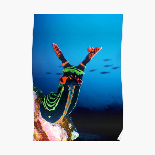 Nudibranch Poster