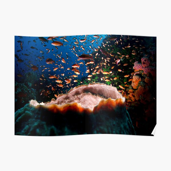 Coral Reef Poster