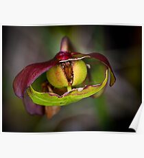 Pitcher Plant Poster