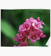 Tiny Flowers Poster