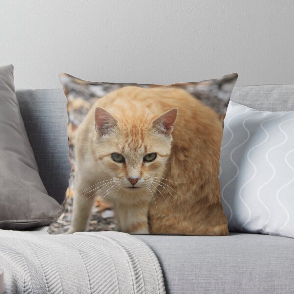 Tabby cat hot sale pillow