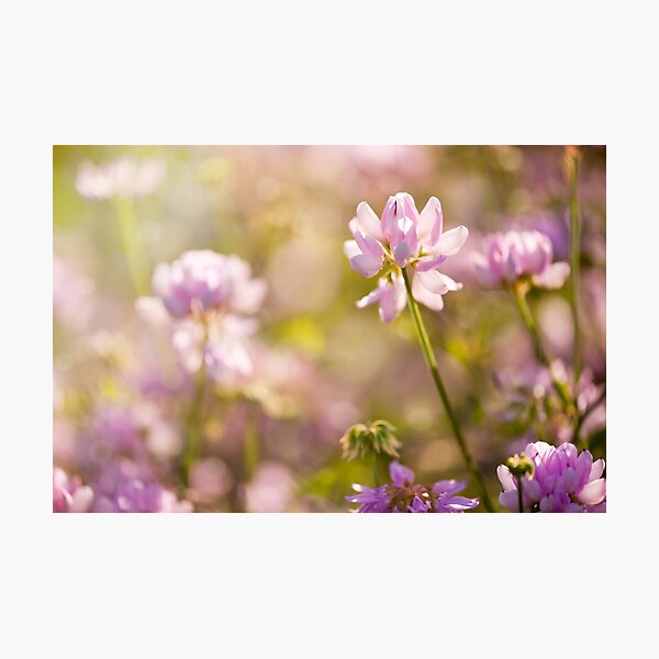 Item preview, Wild pink Clover or Trifolium flowers designed and sold by Arletta Cwalina.