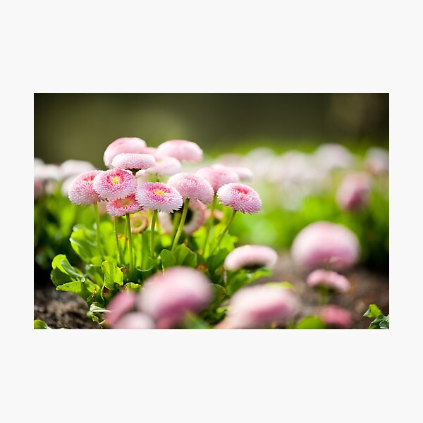 Item preview, Bellis perennis pomponette designed and sold by Arletta Cwalina.