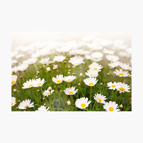 Item preview, White herb camomiles clump designed and sold by Arletta Cwalina.